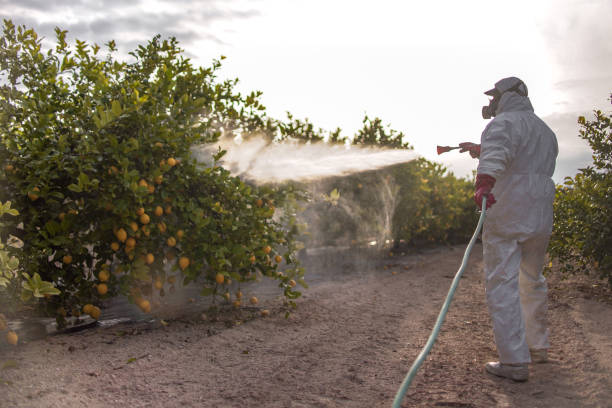Best Flea Control Services  in Matta, WA